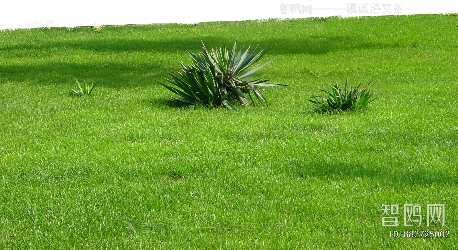 Grass