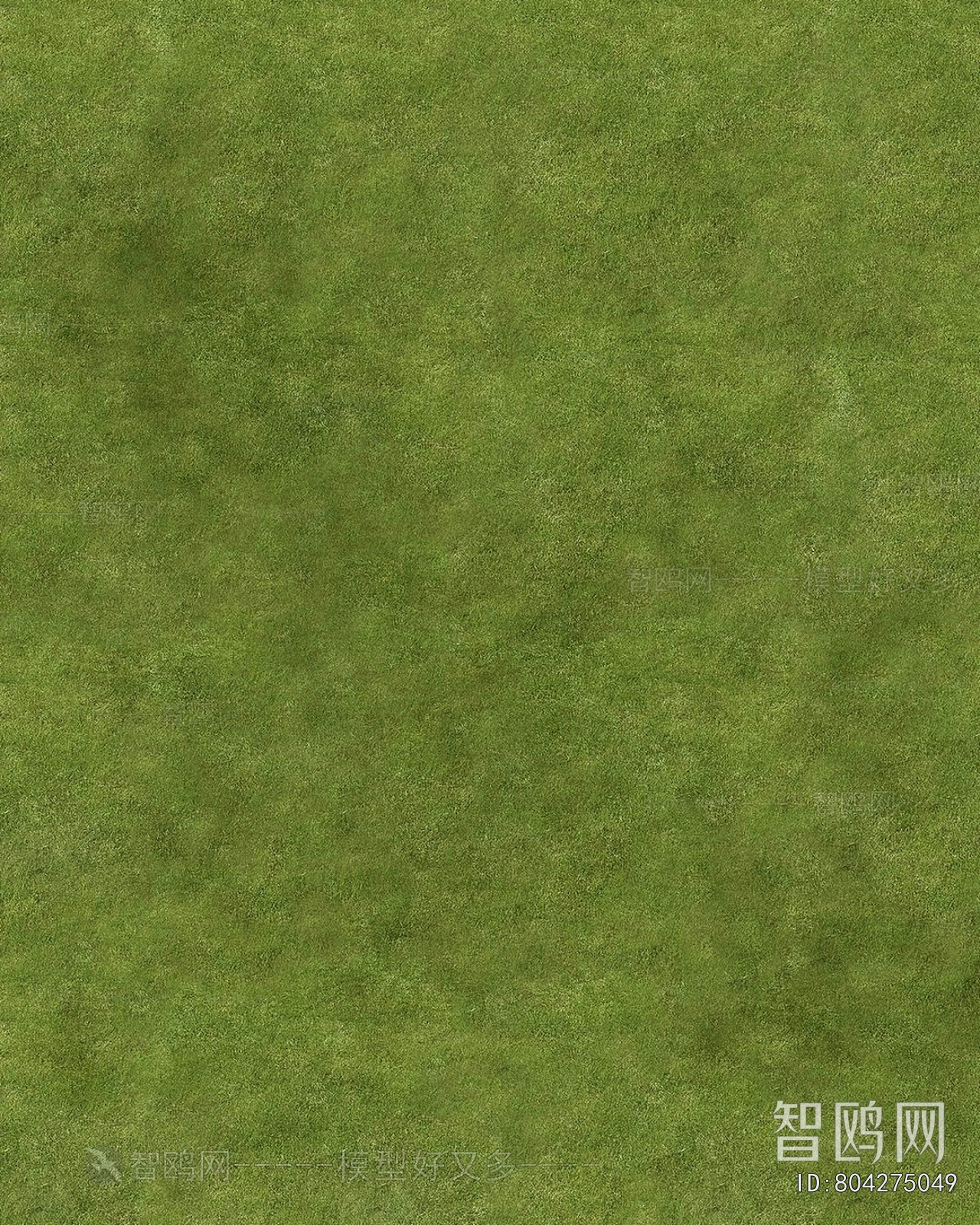 Grass