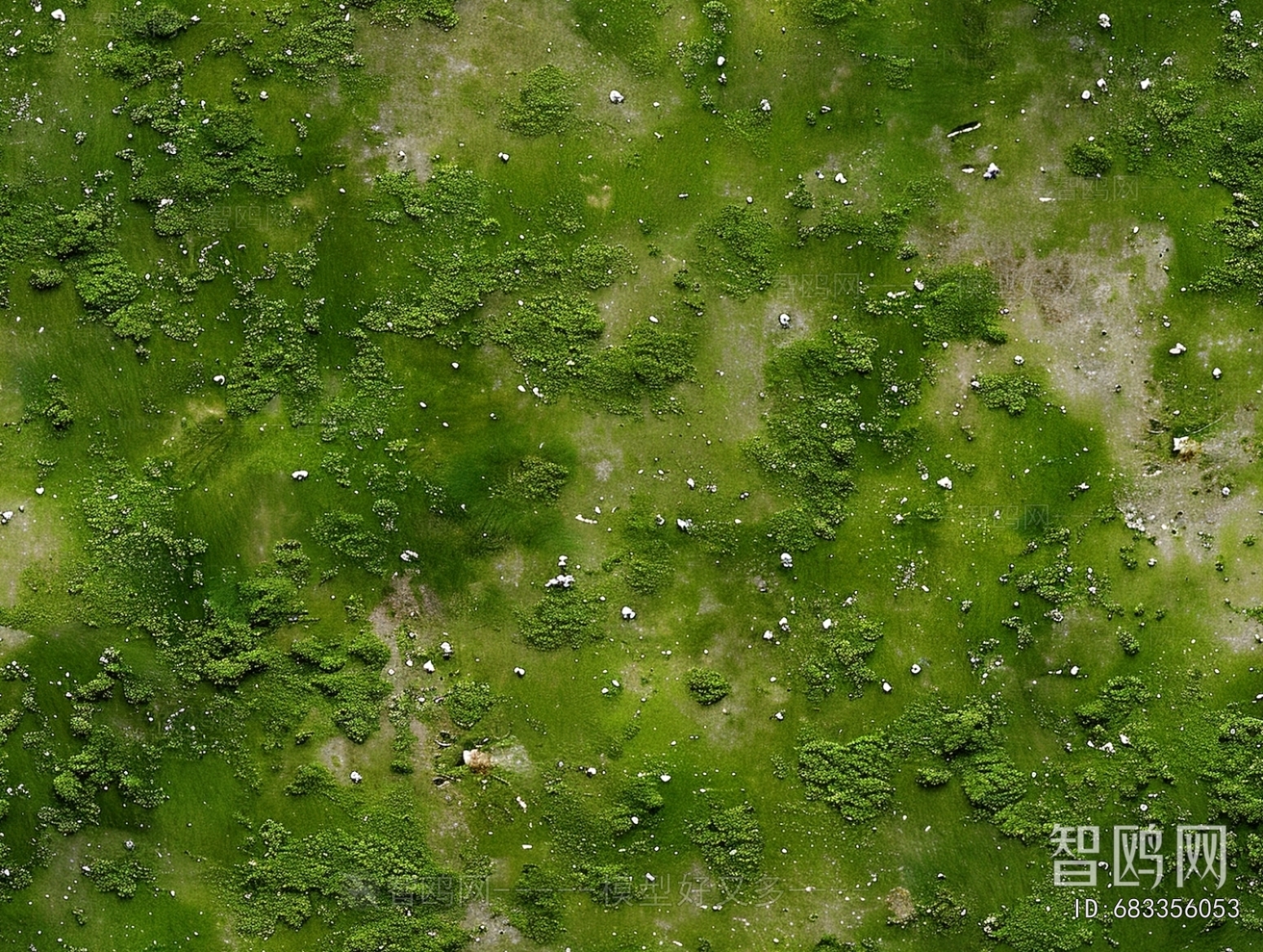 Grass