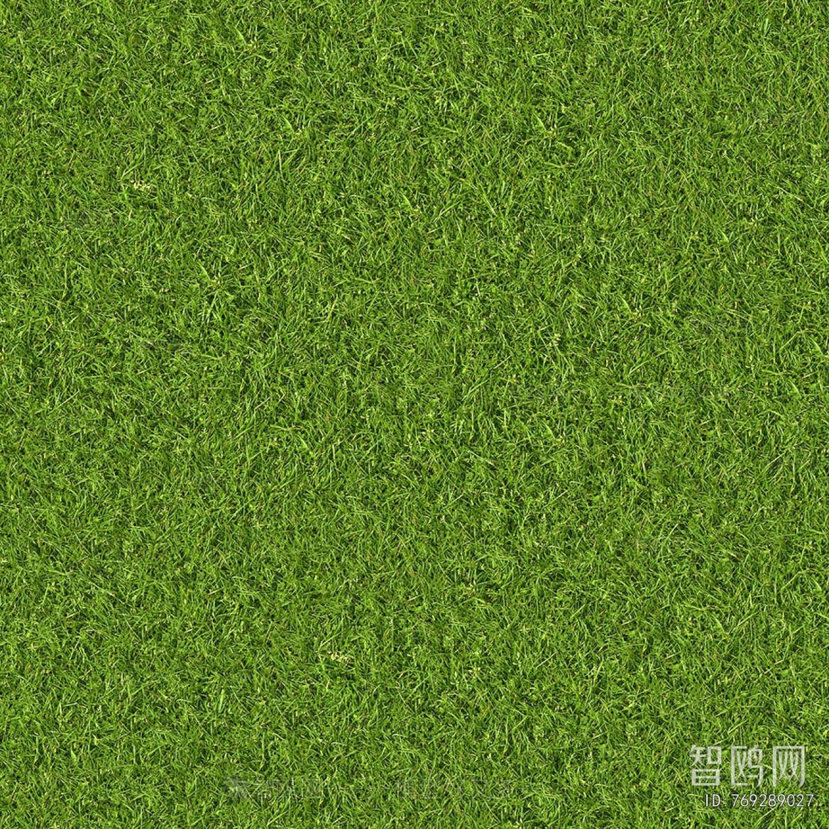Grass