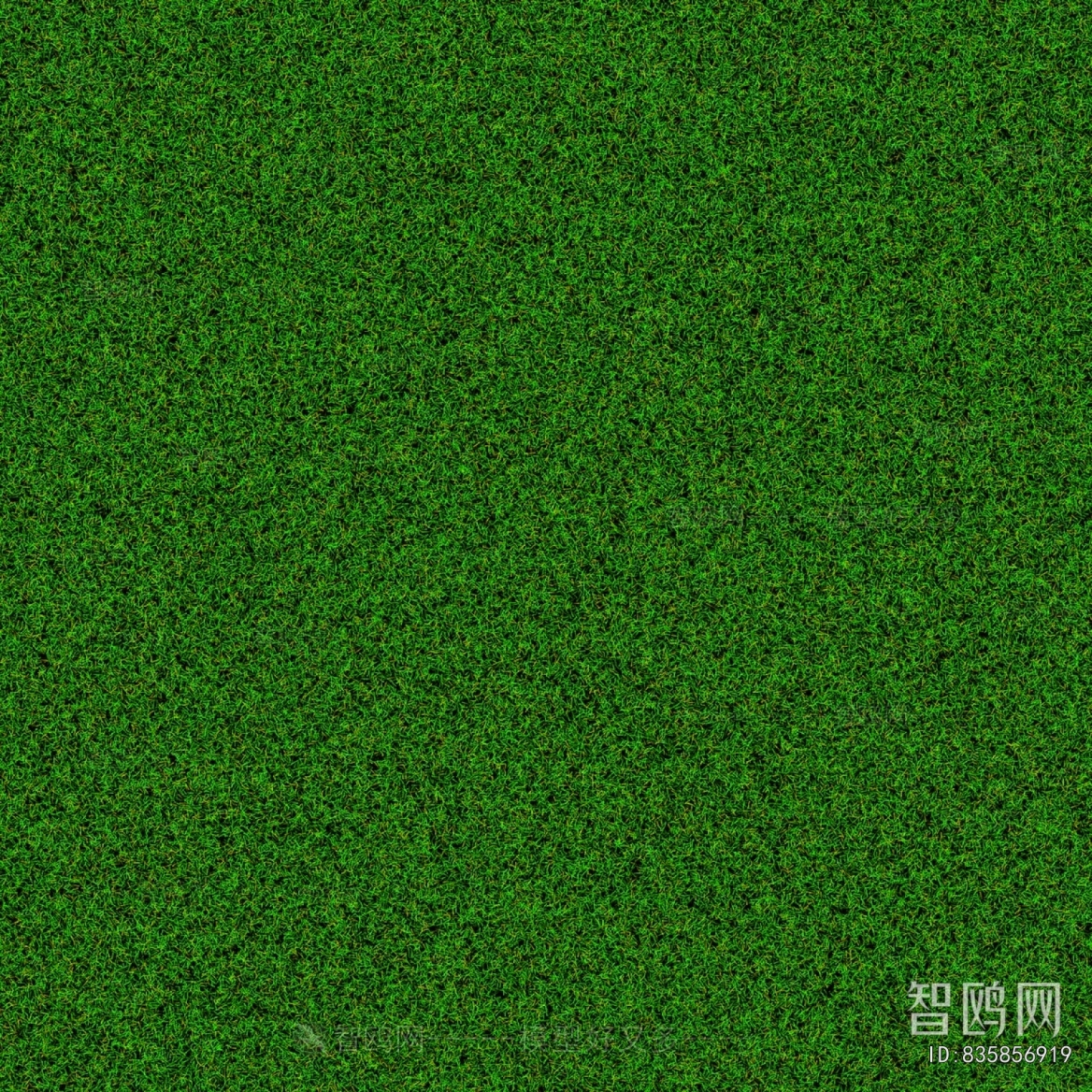 Grass