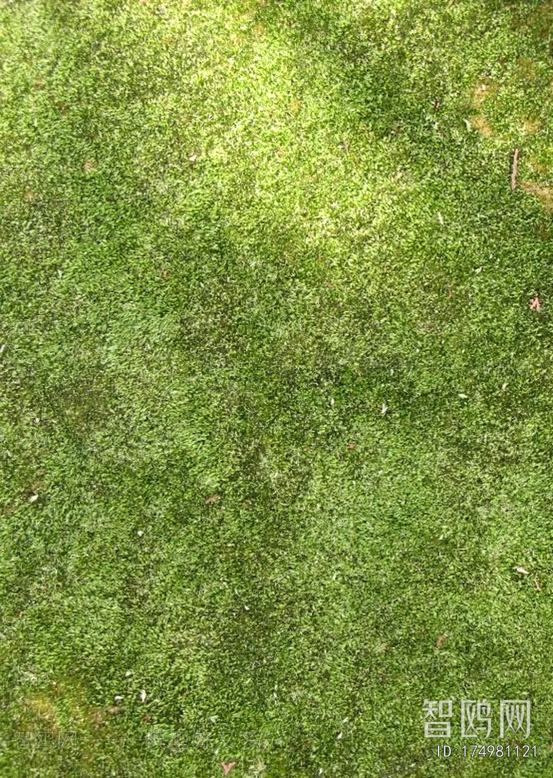 Grass