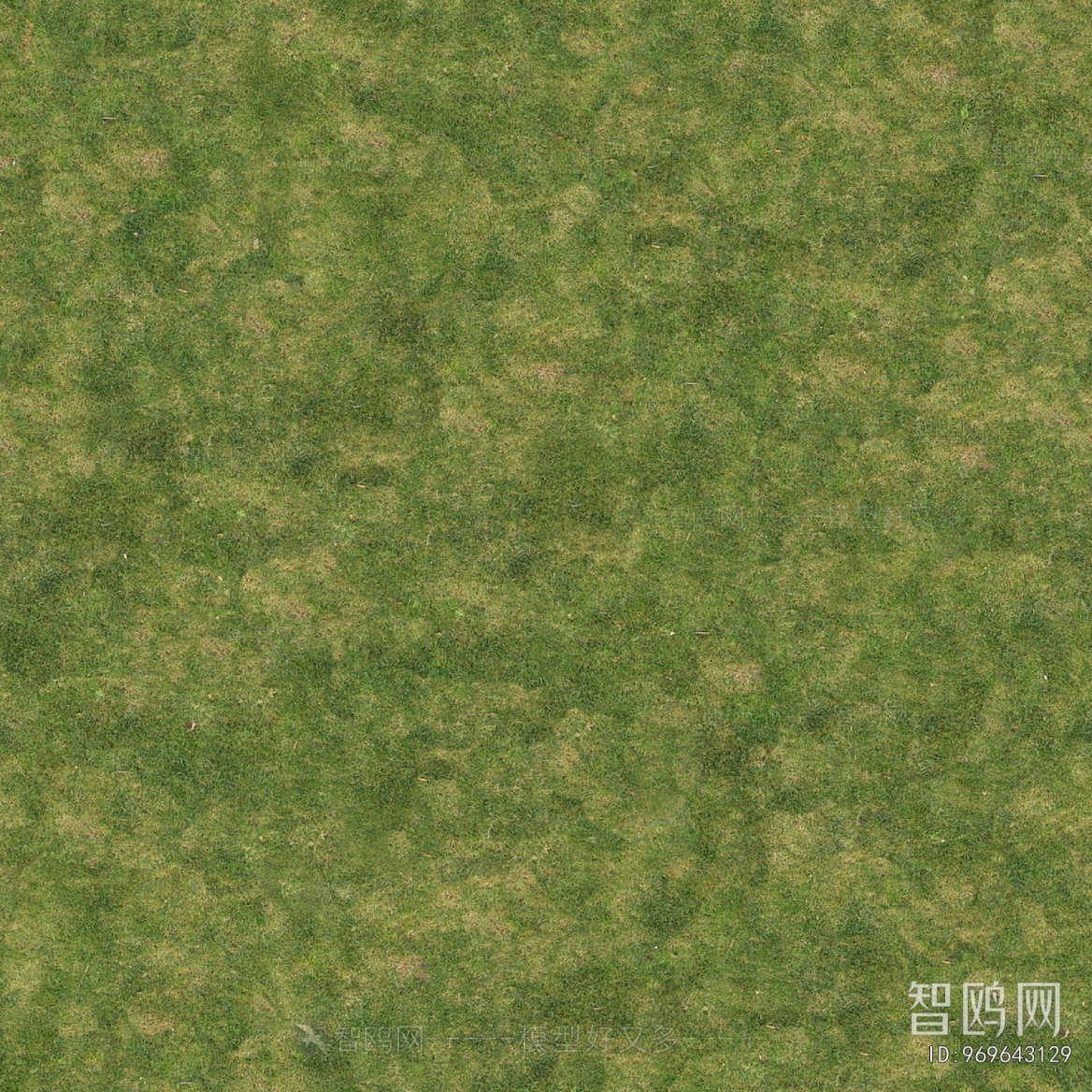 Grass