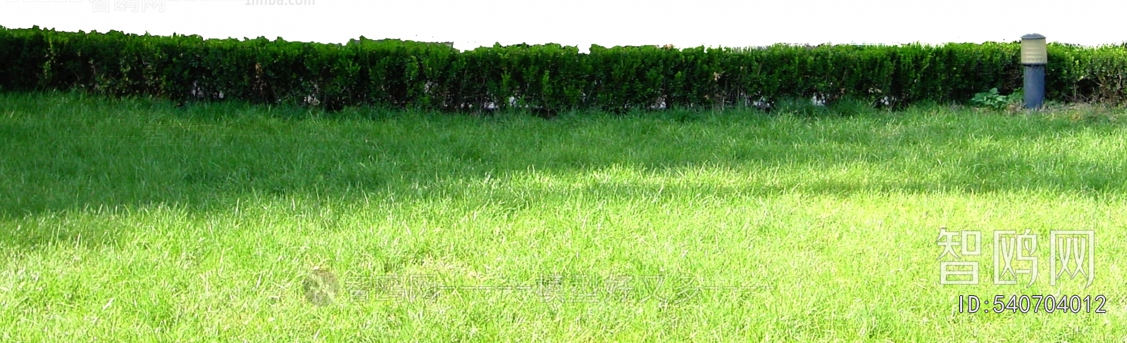 Grass