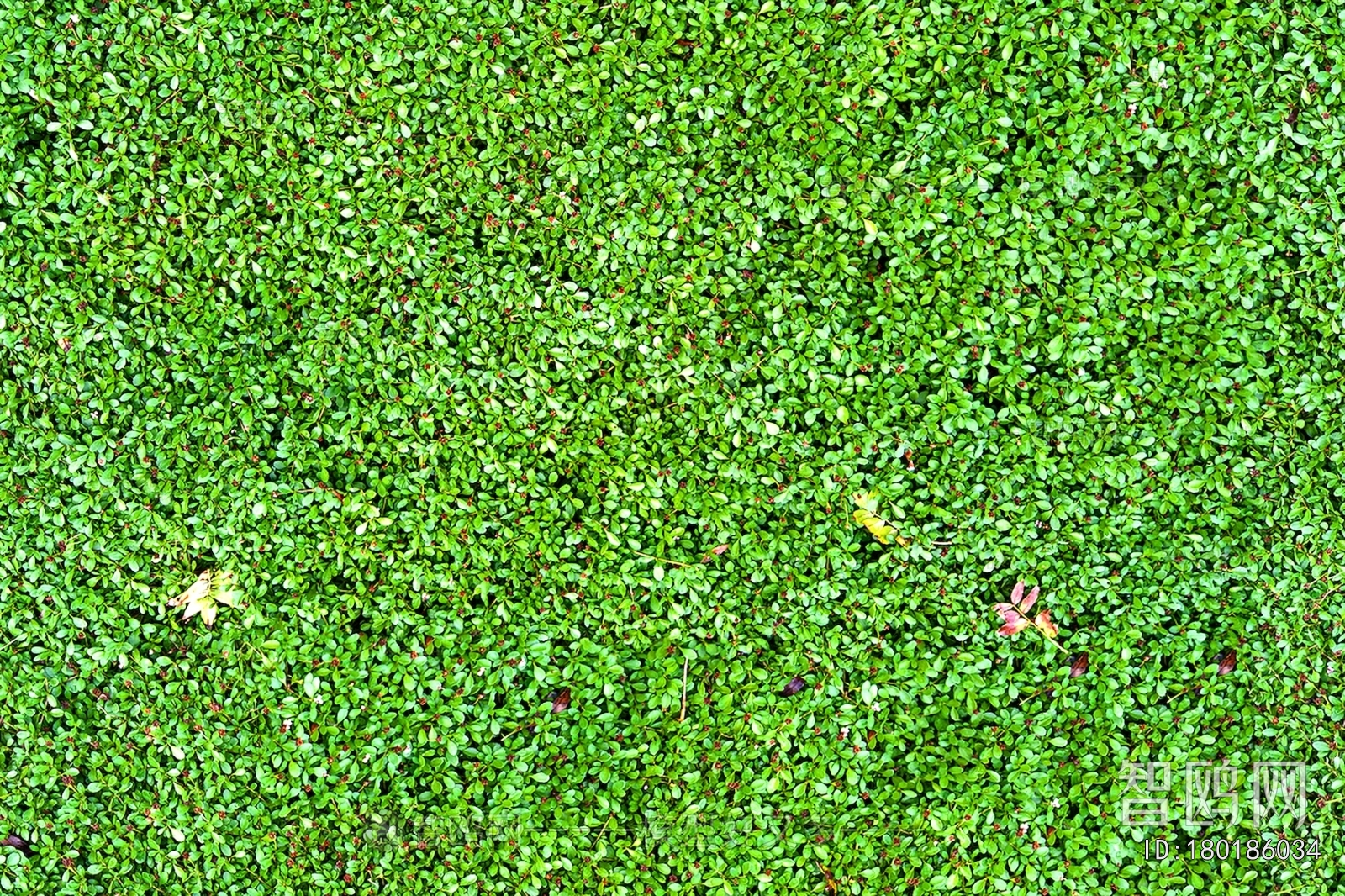 Grass