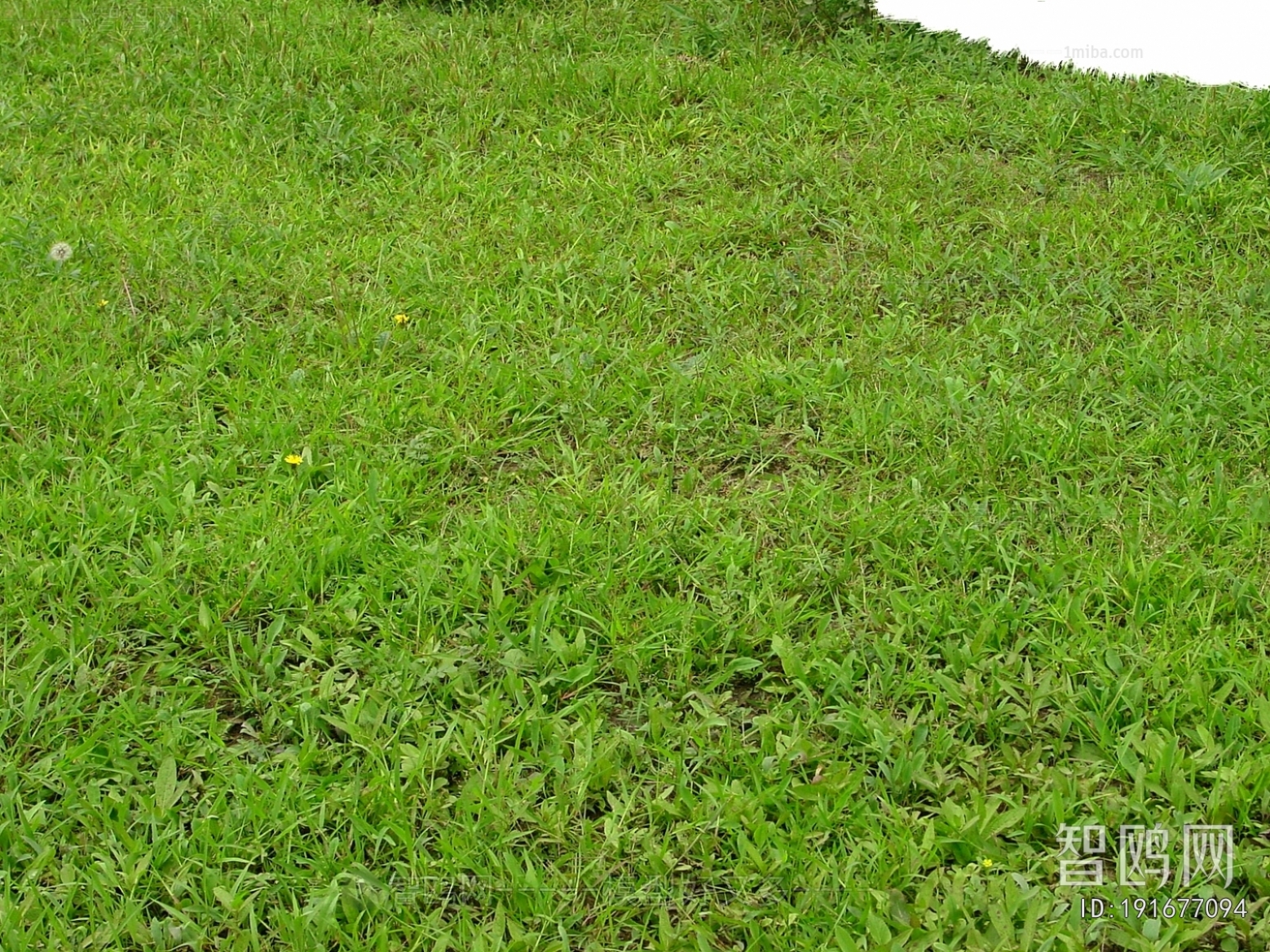Grass