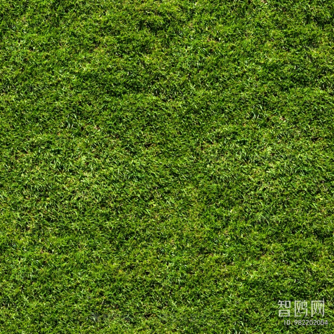 Grass