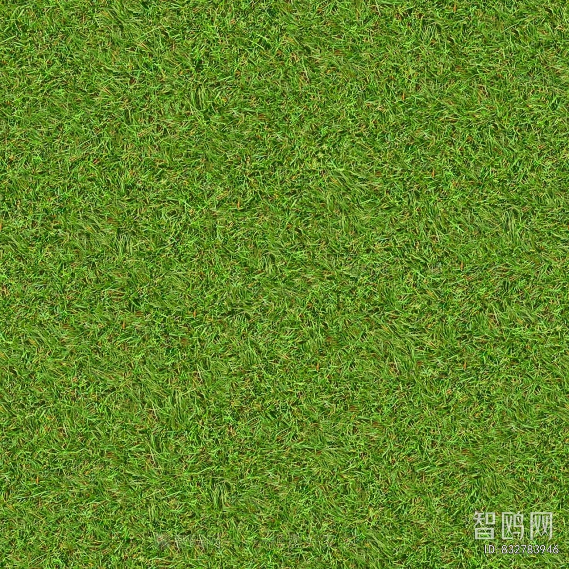 Grass