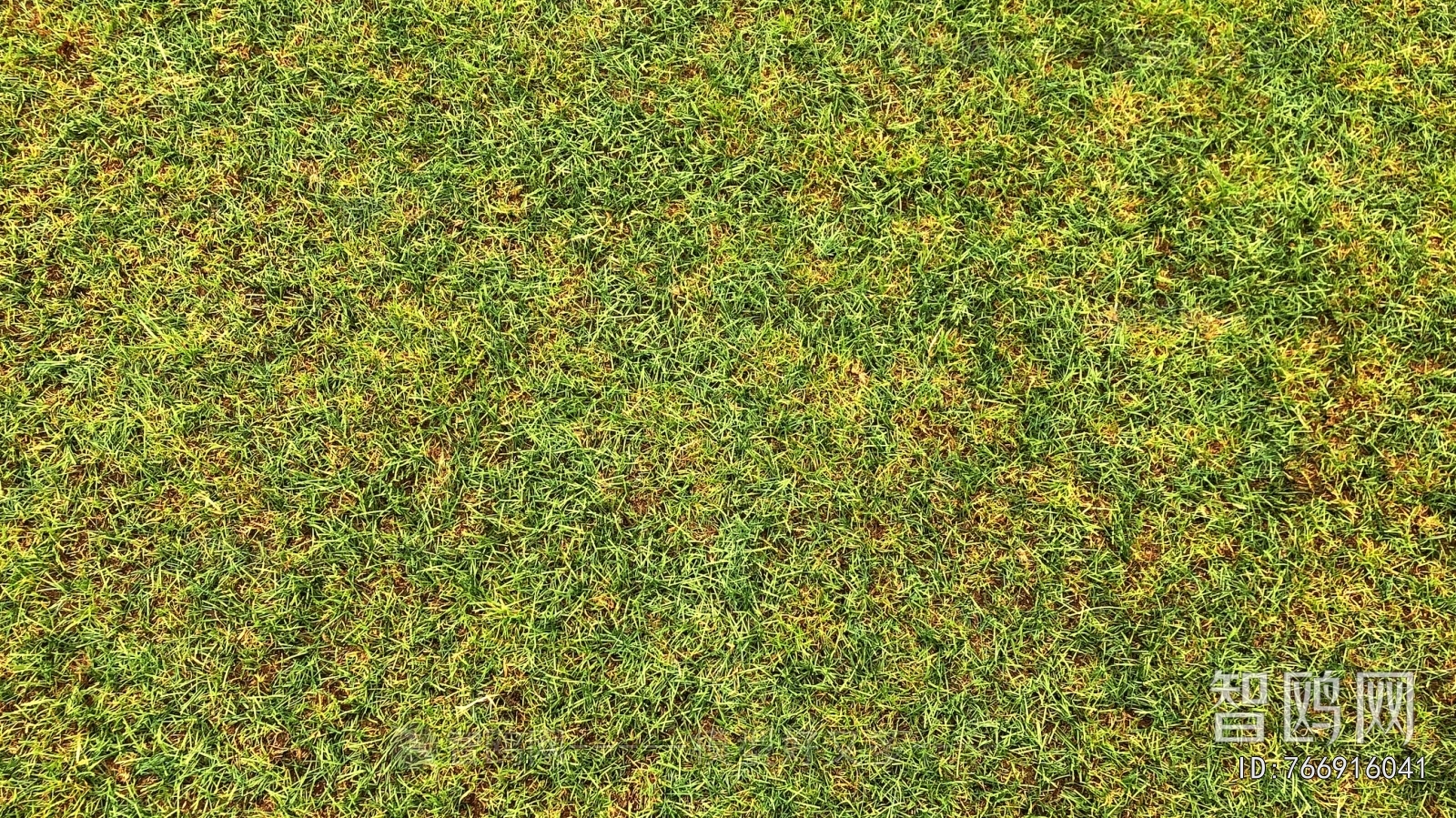 Grass