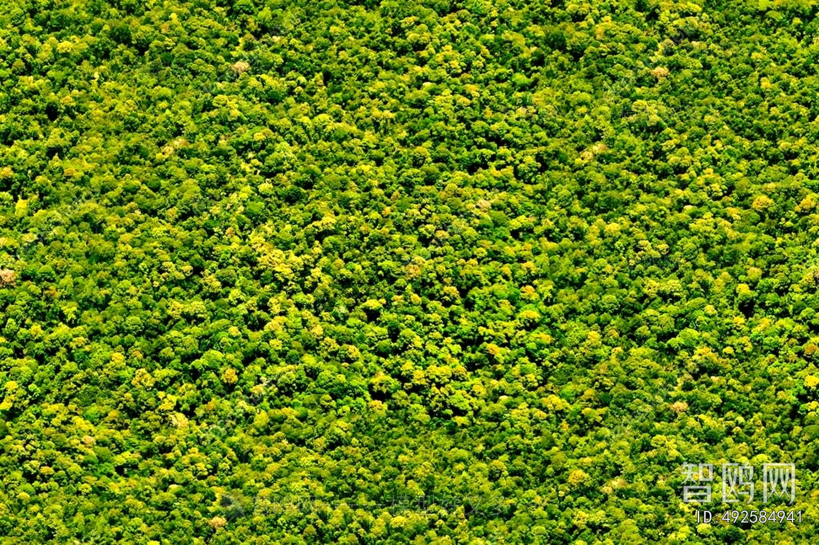 Grass