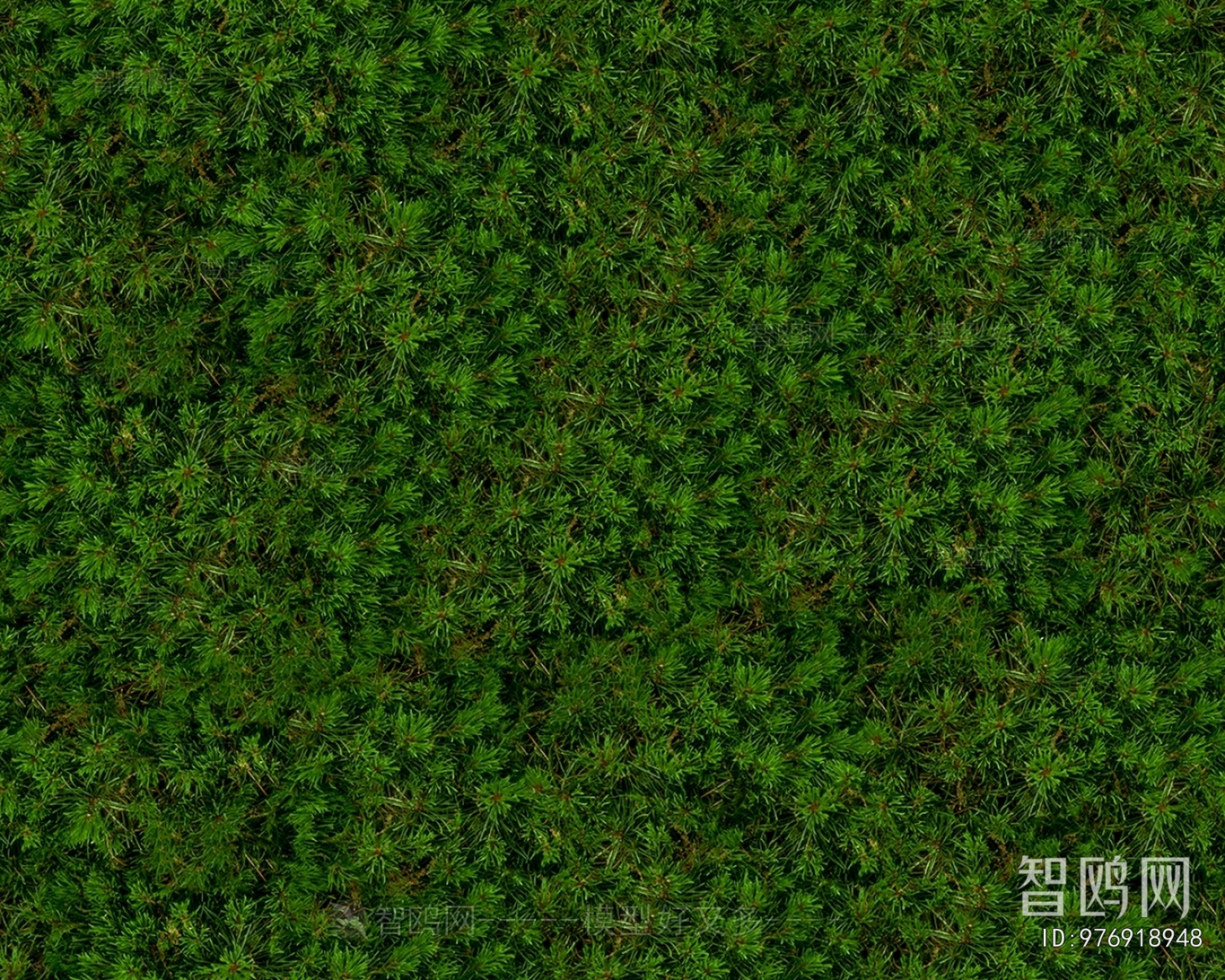 Grass