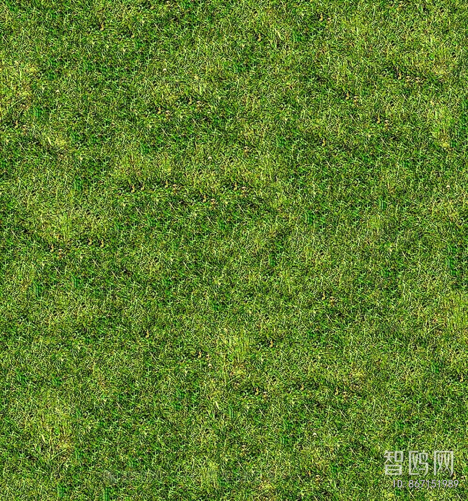 Grass