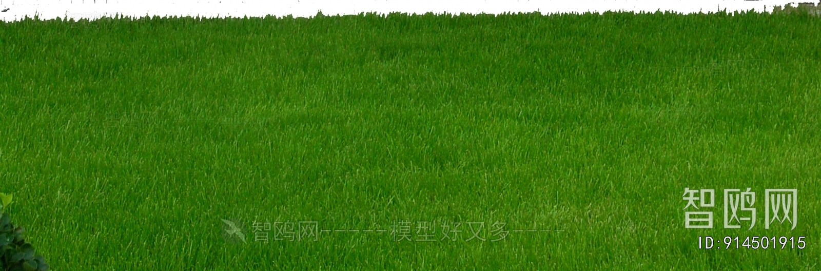 Grass