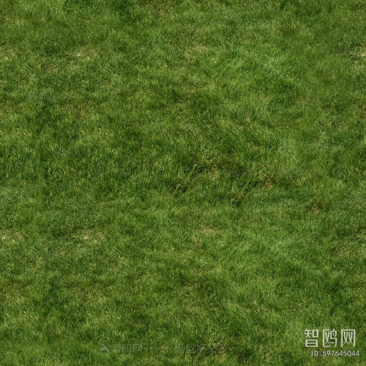 Grass
