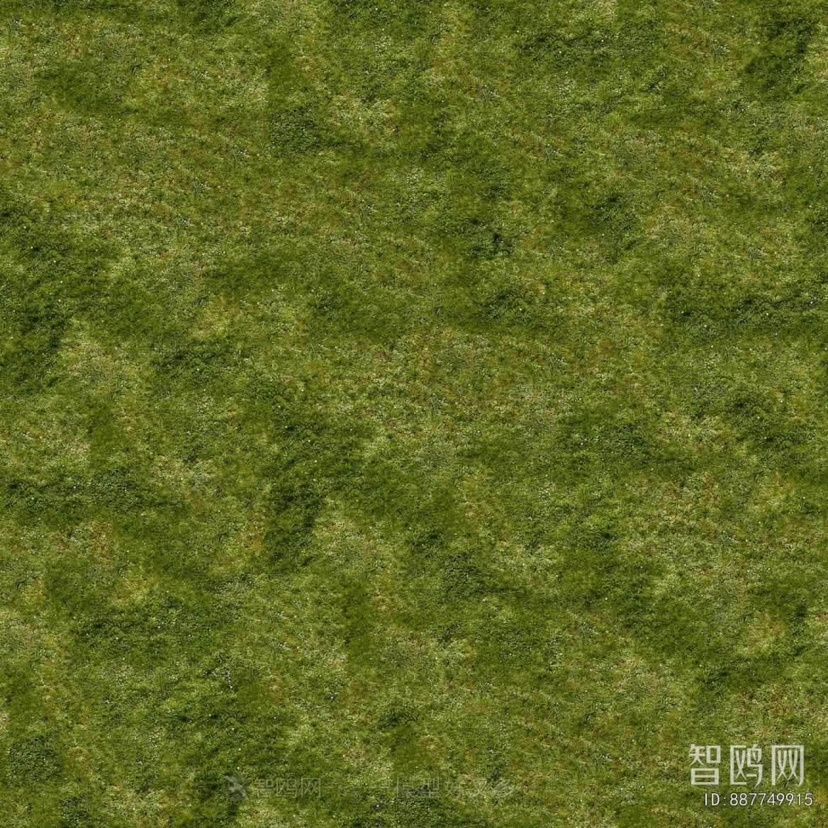 Grass