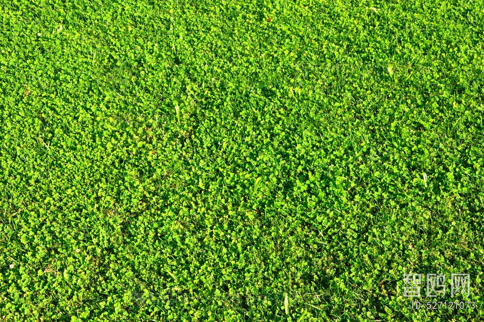 Grass