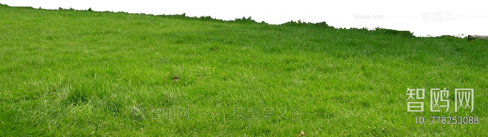 Grass