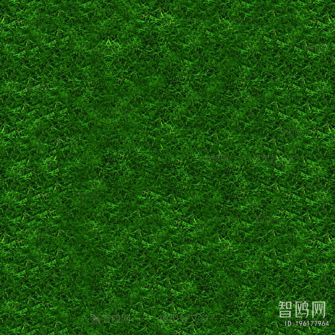 Grass