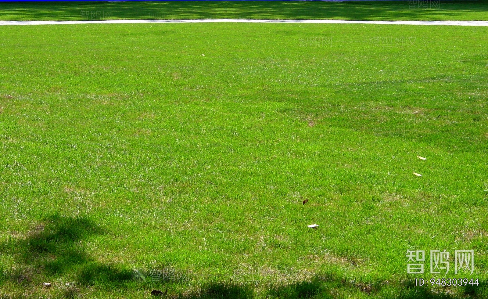 Grass