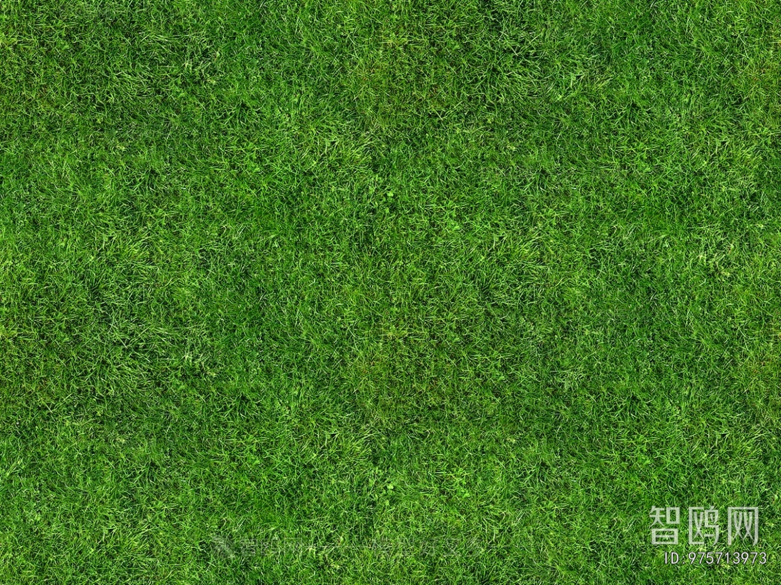 Grass