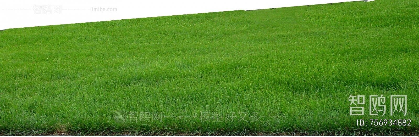 Grass