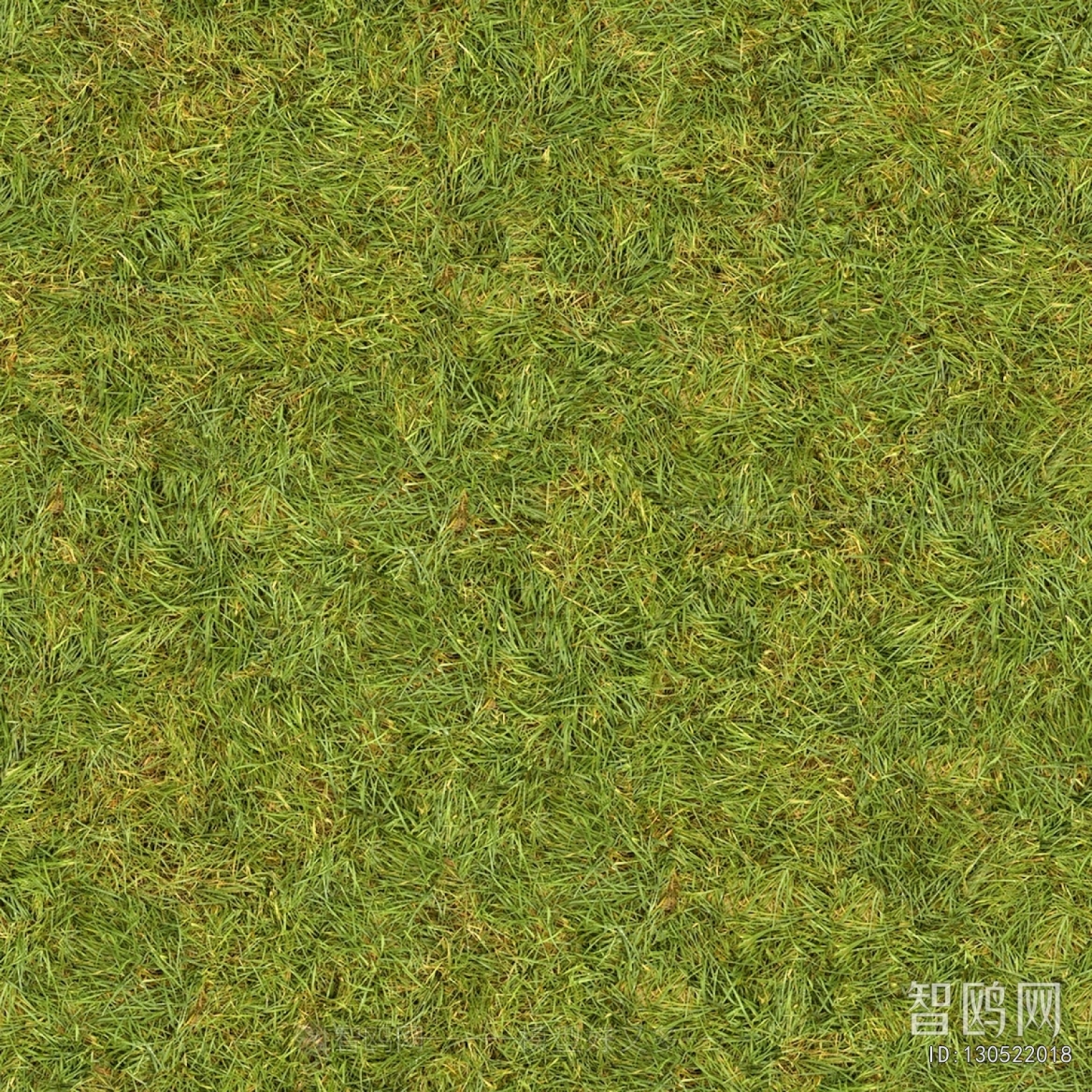 Grass