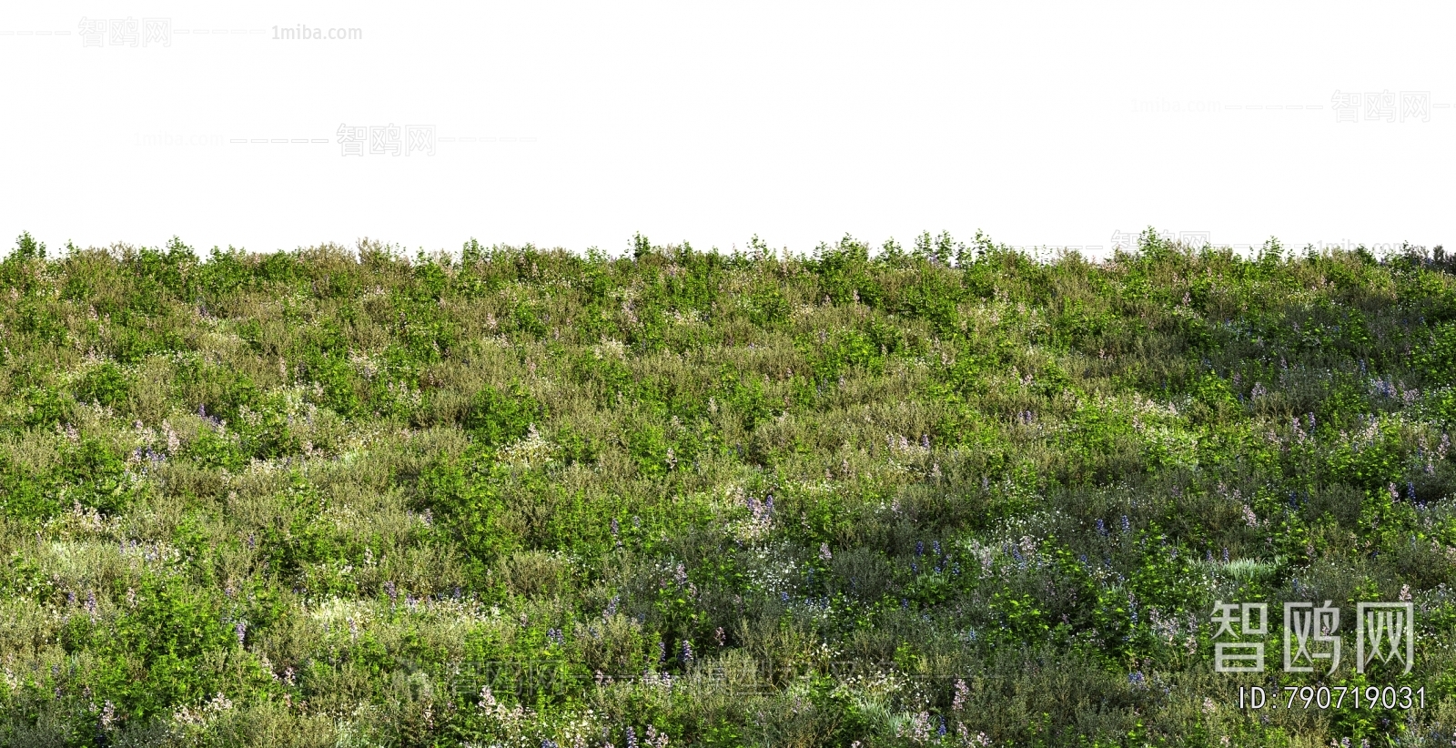 Grass