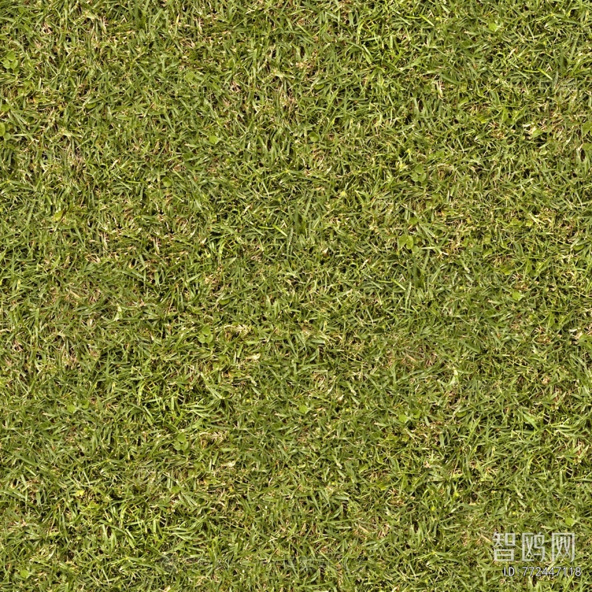 Grass