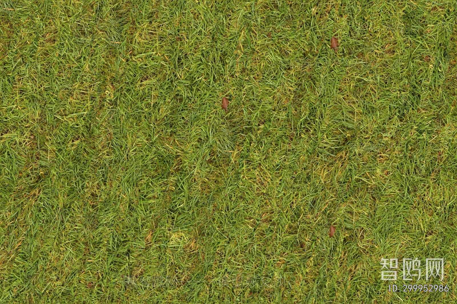 Grass