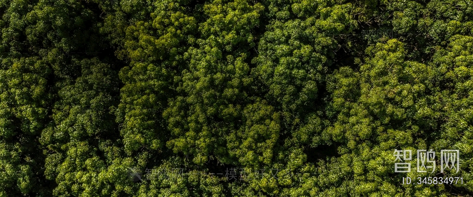 Grass