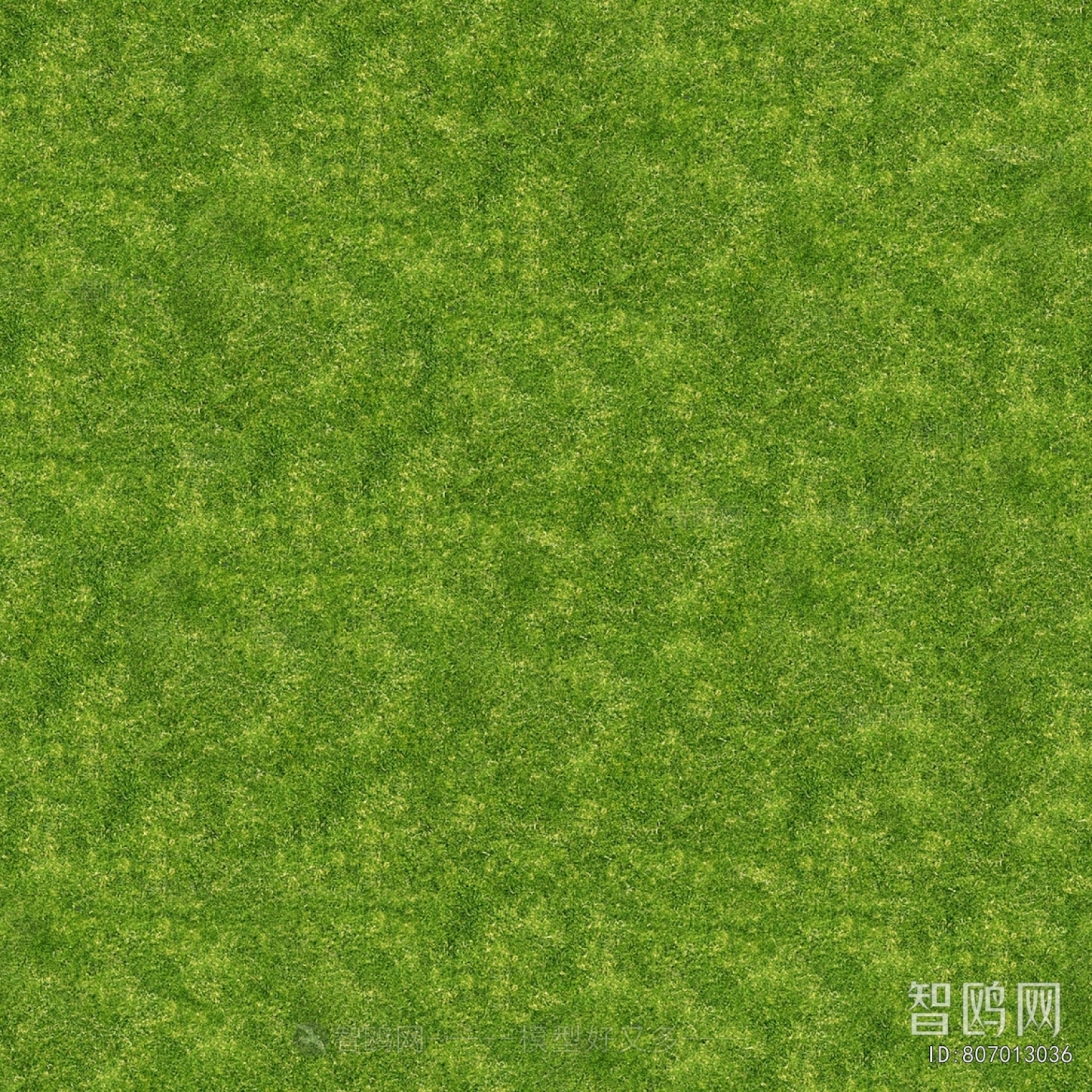 Grass