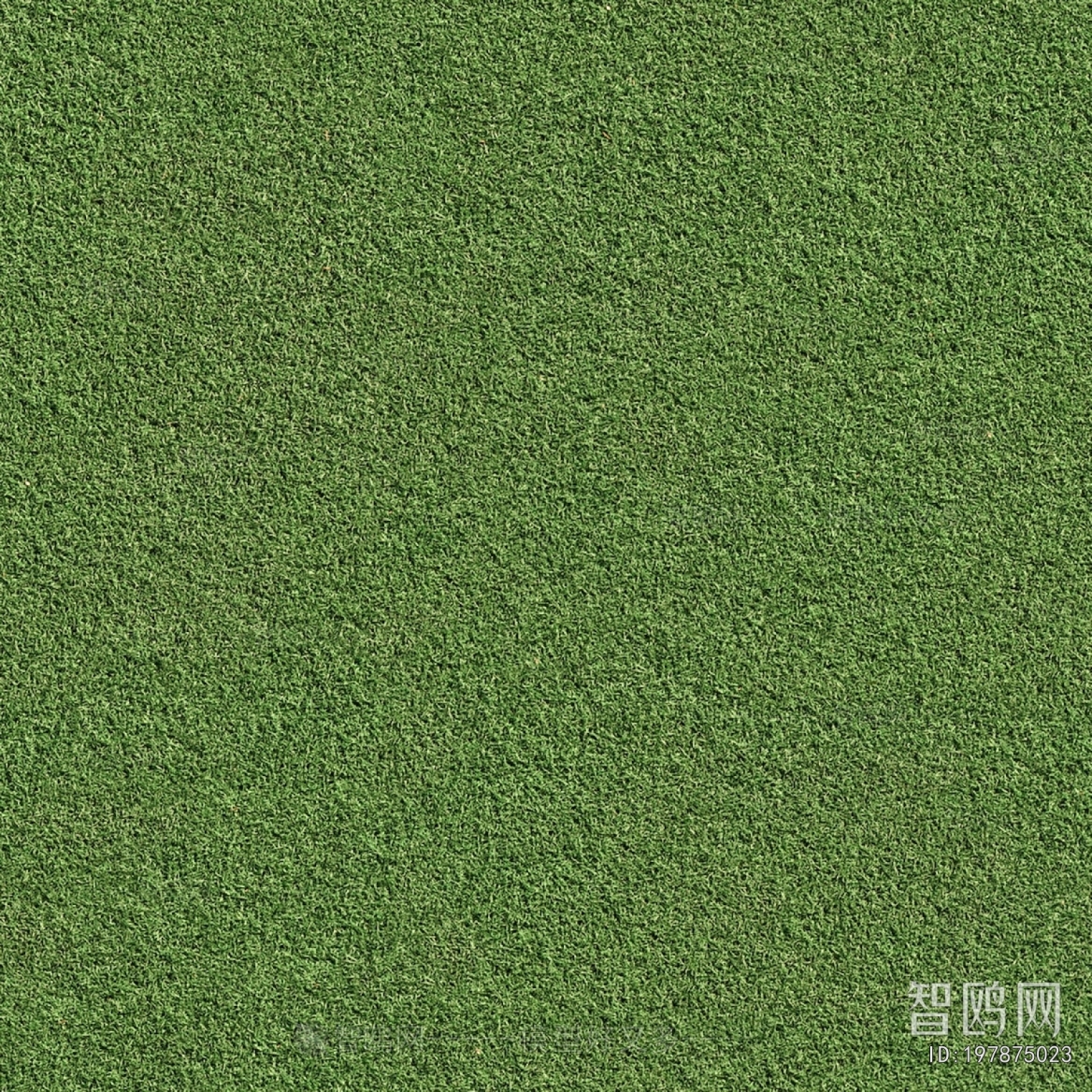 Grass