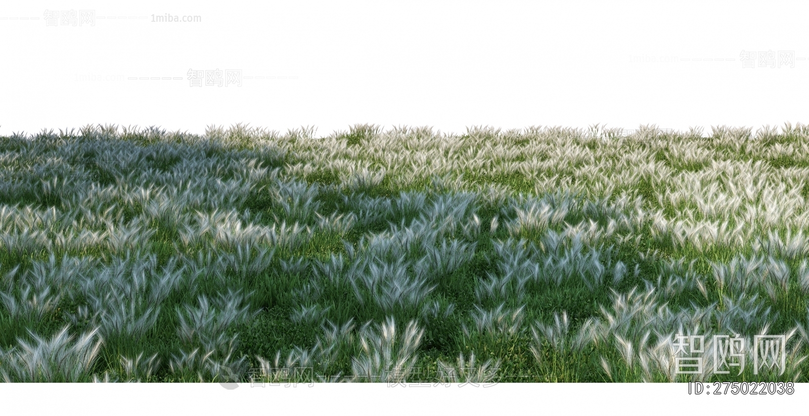 Grass