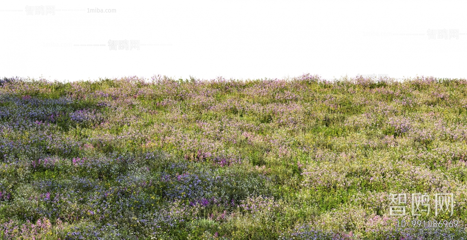 Grass