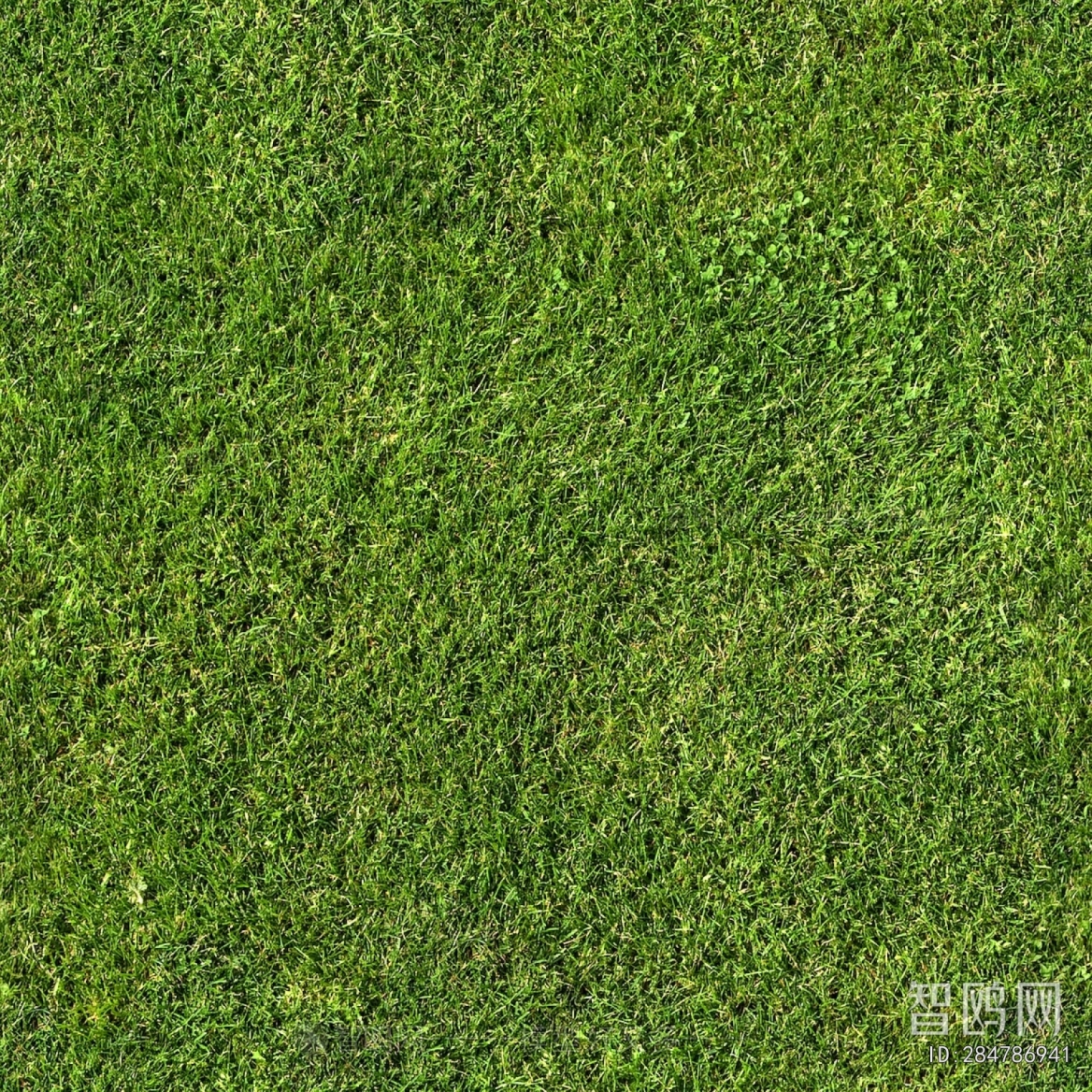 Grass