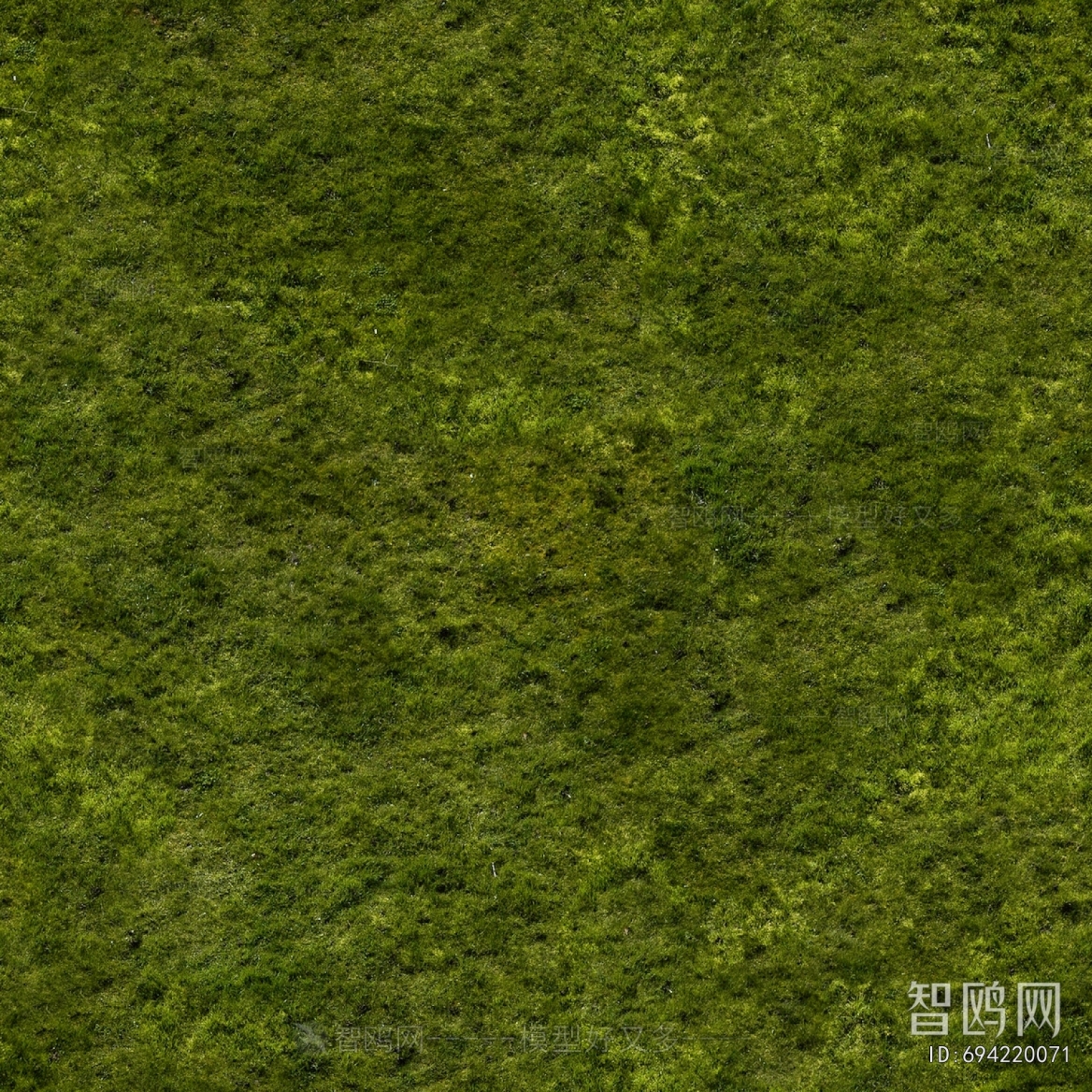 Grass
