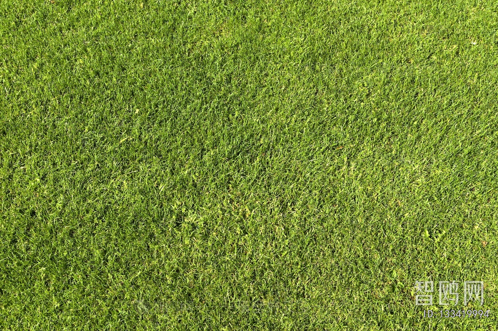 Grass