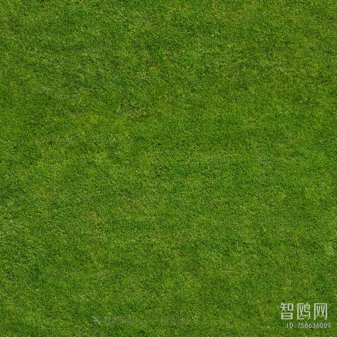 Grass