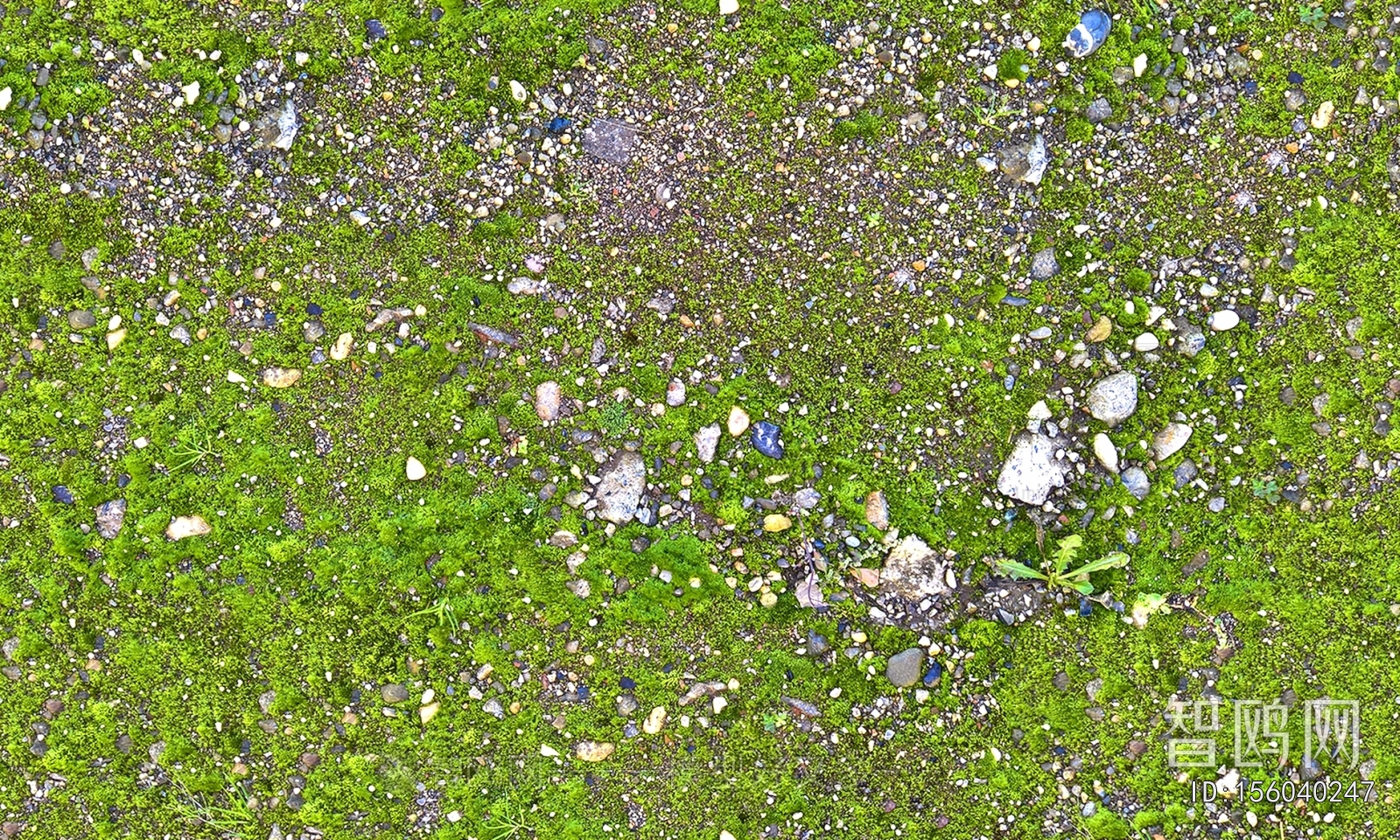 Grass