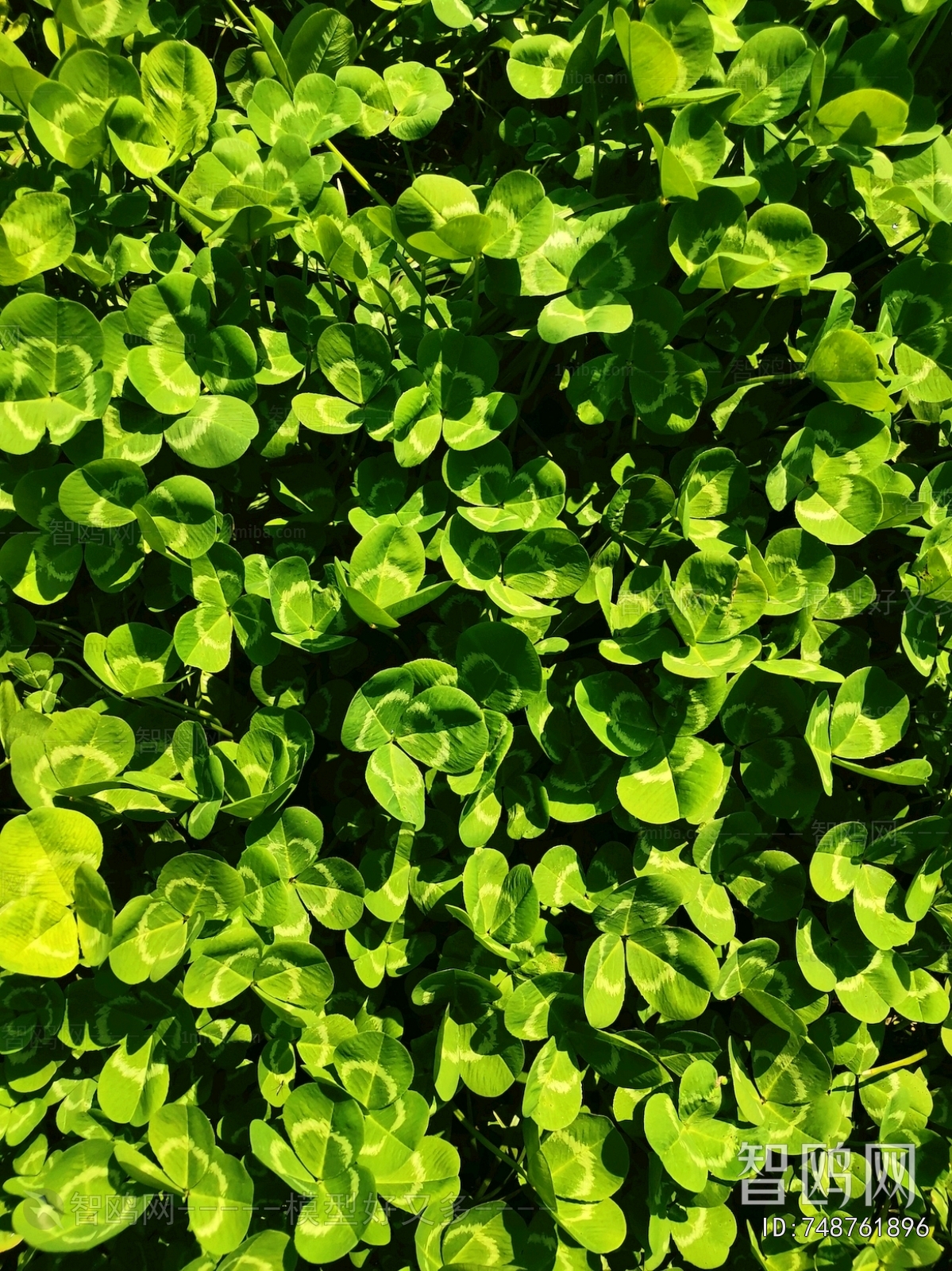 Grass