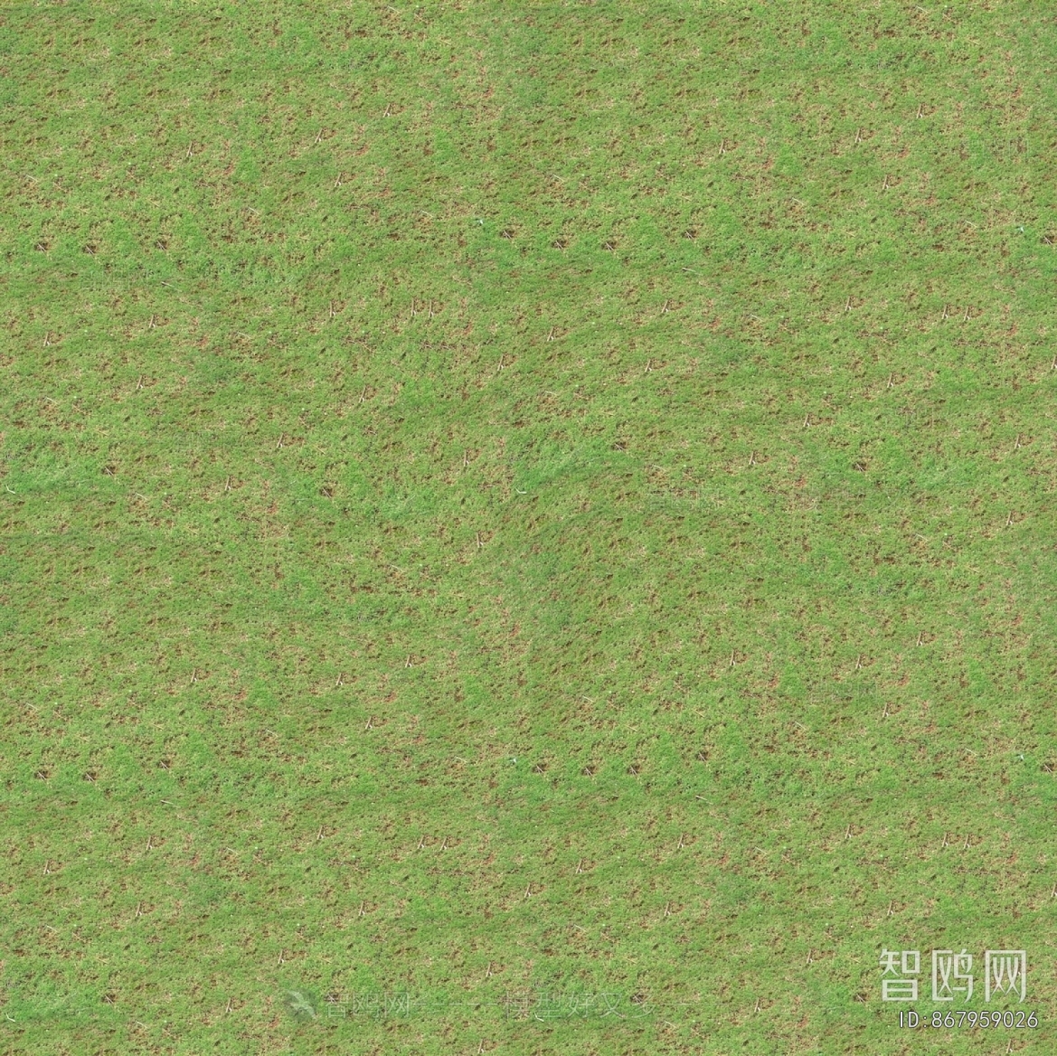 Grass