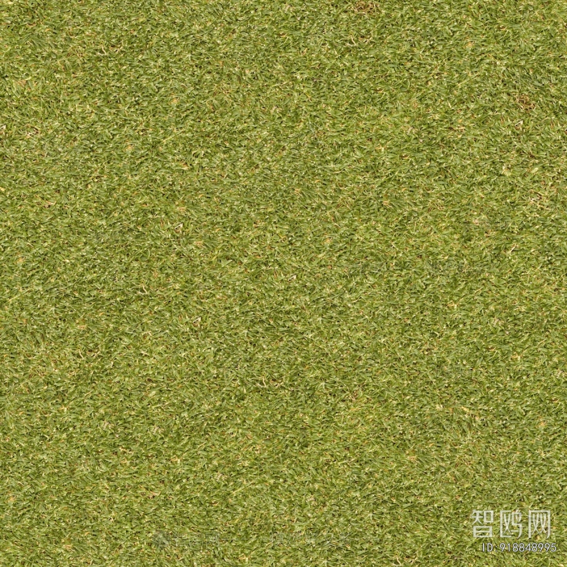 Grass