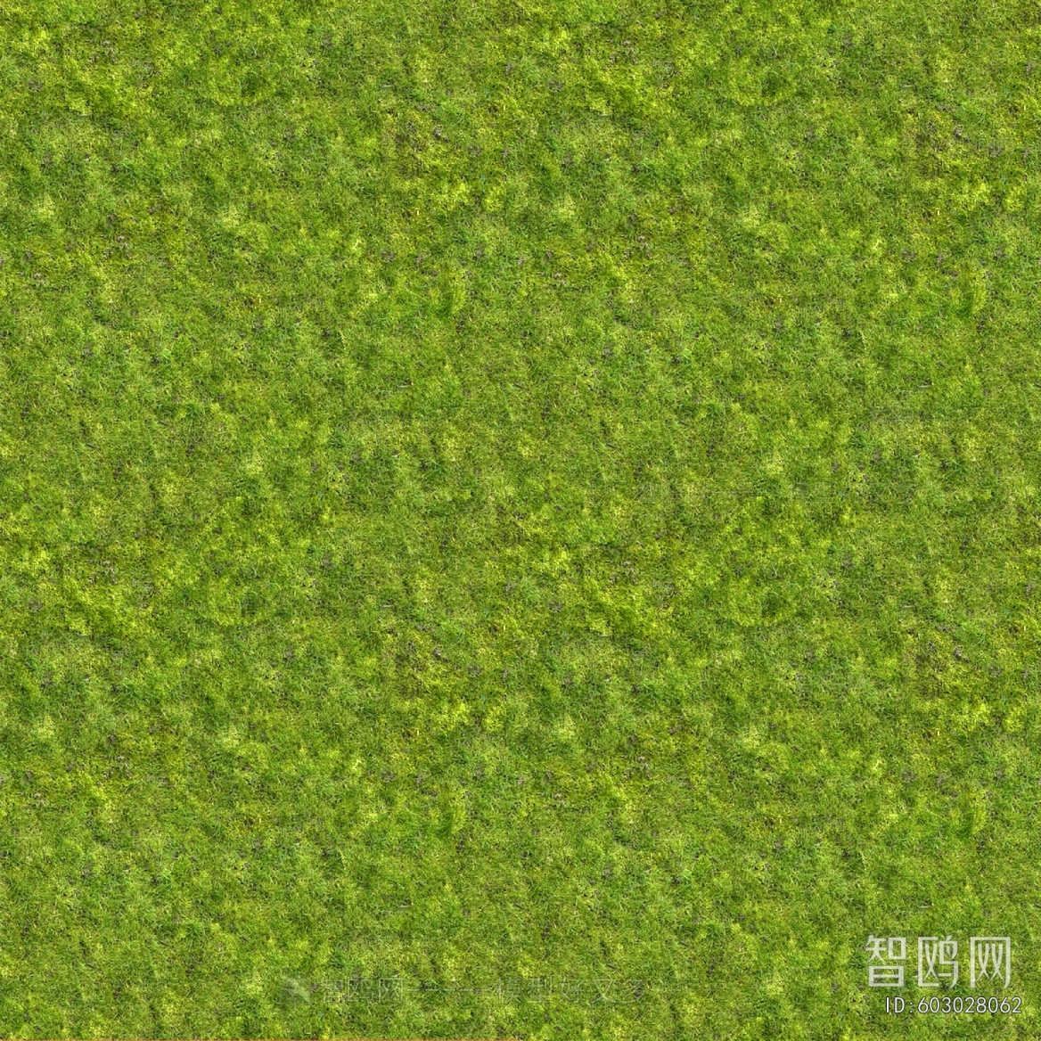 Grass