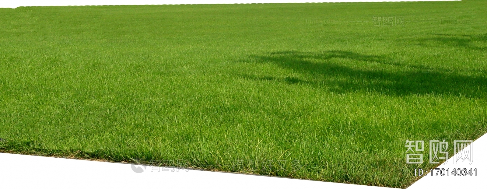 Grass