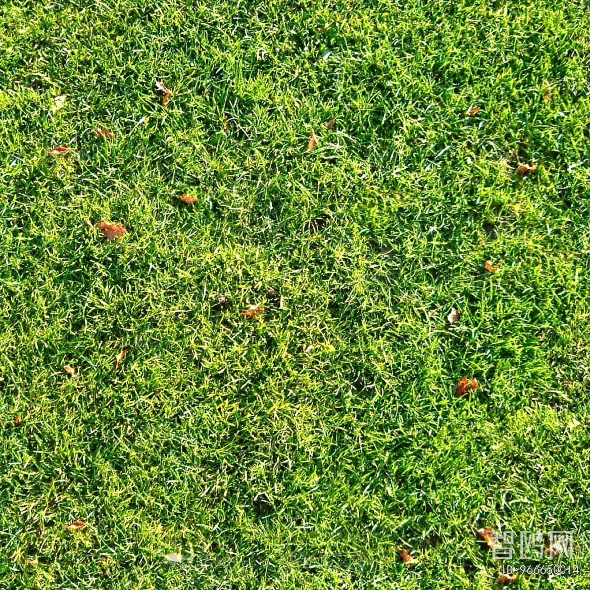 Grass