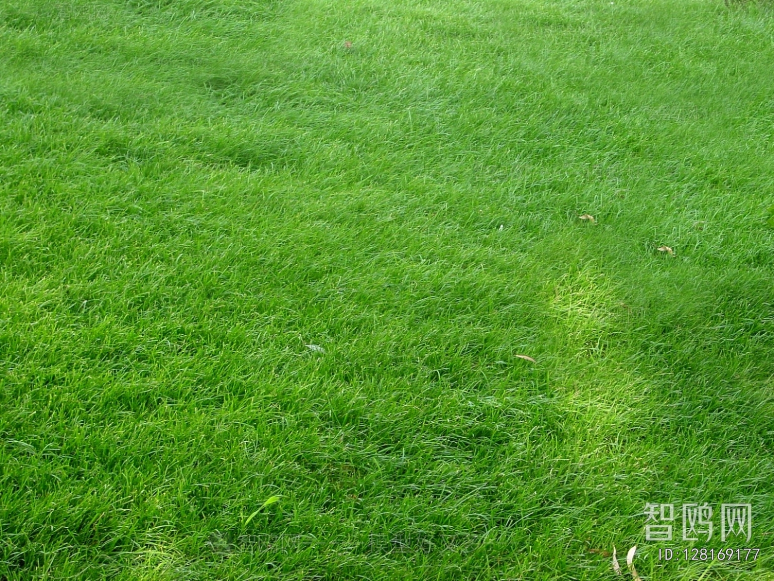 Grass