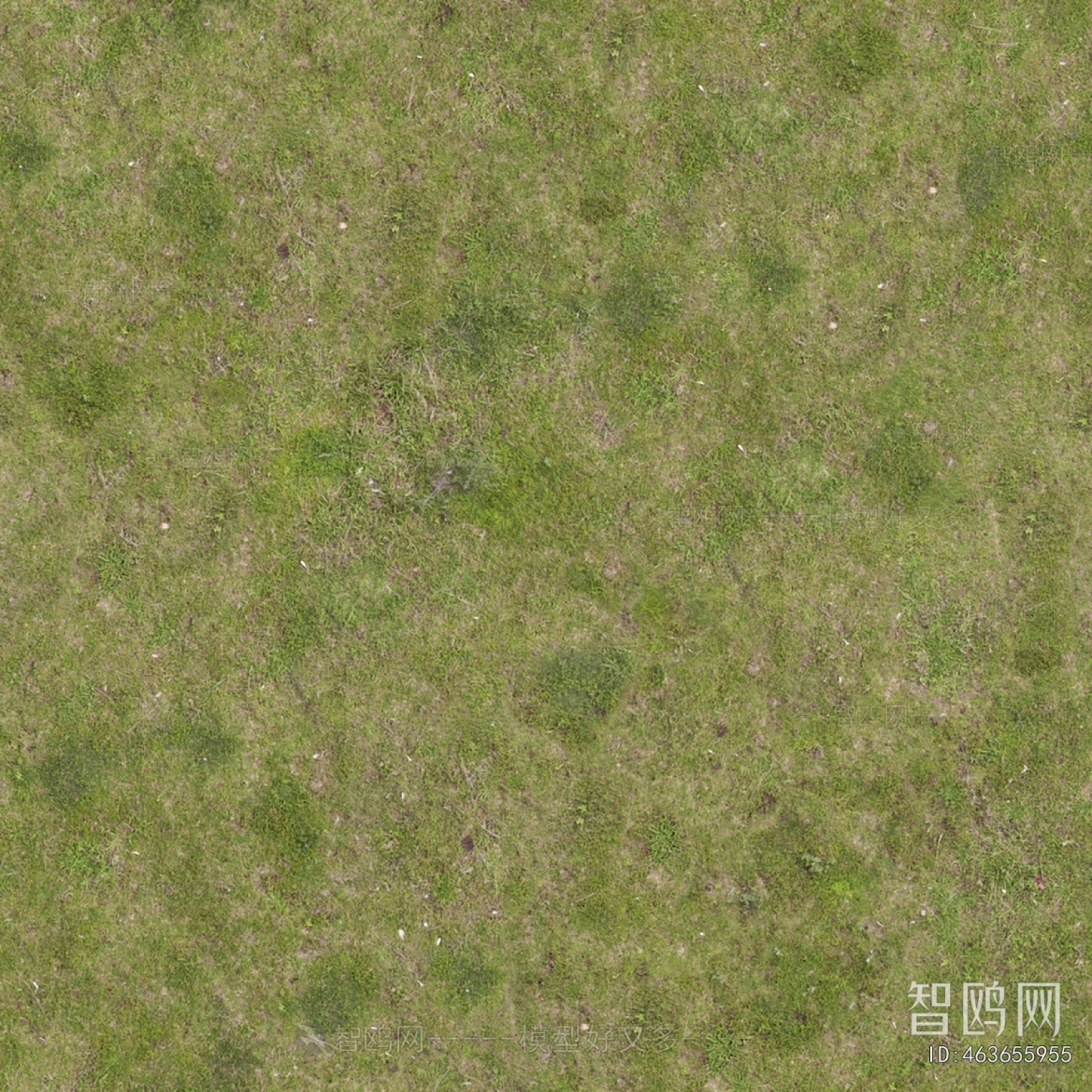 Grass
