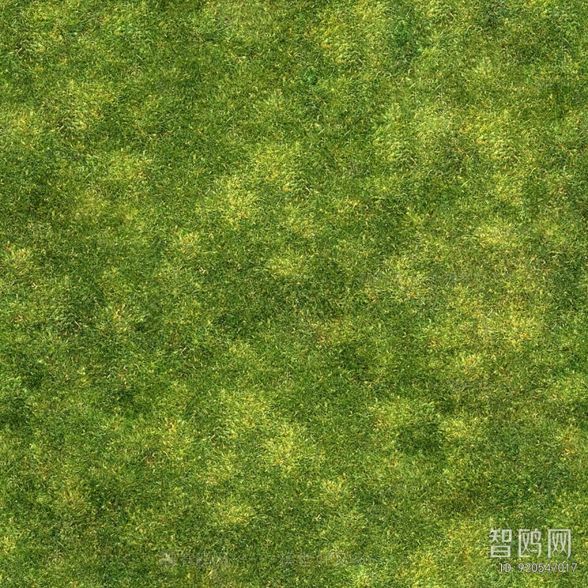 Grass