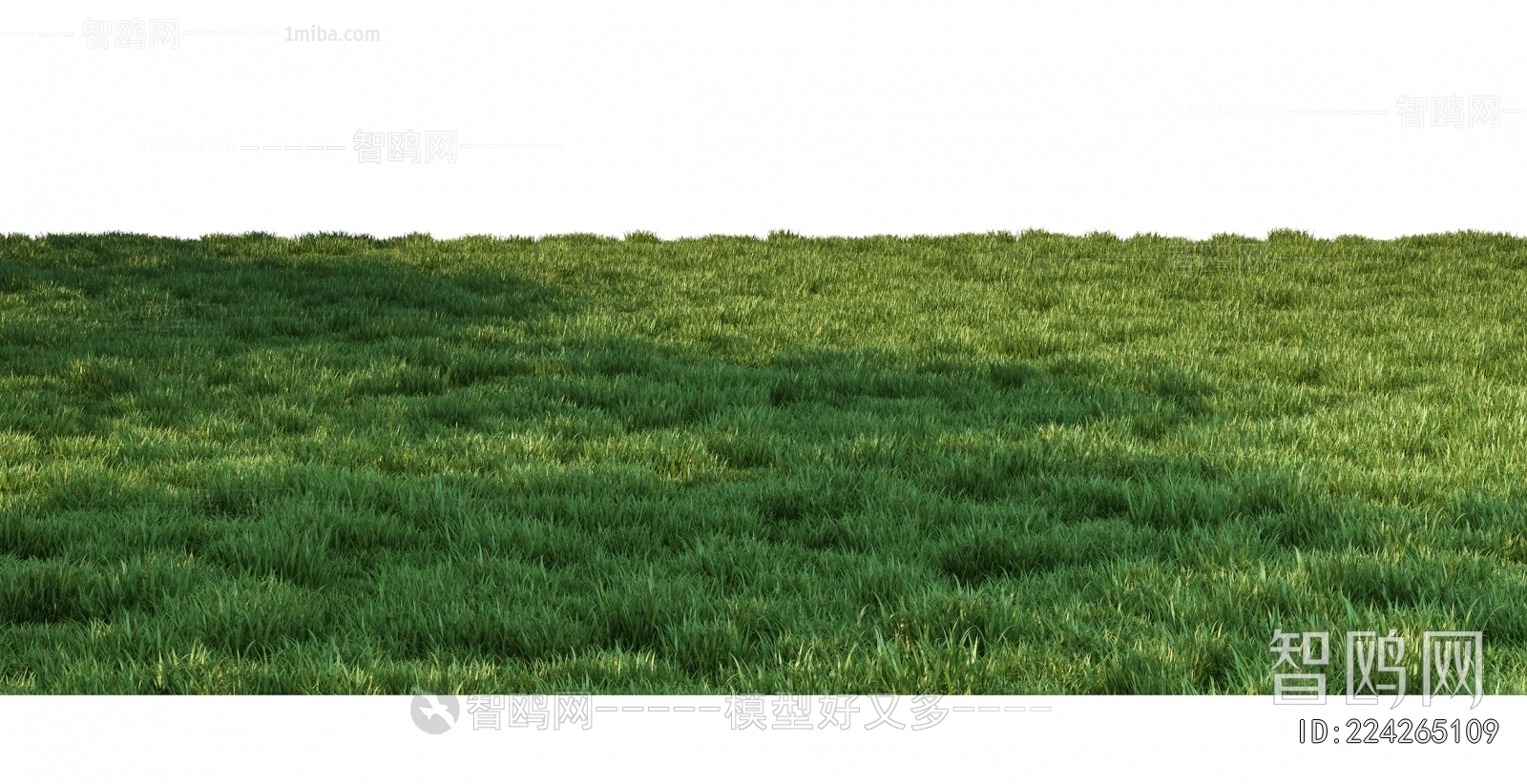 Grass