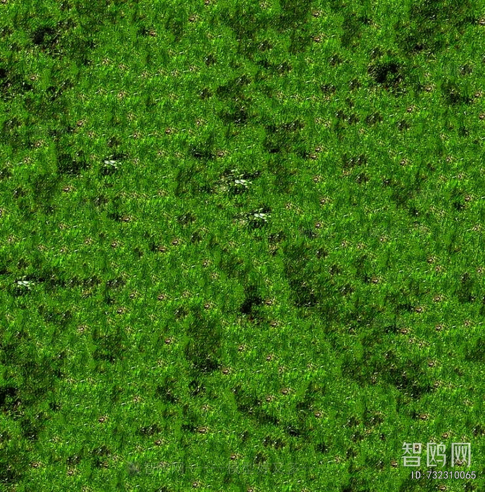 Grass